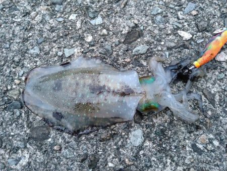 竹野~諸寄をランガン